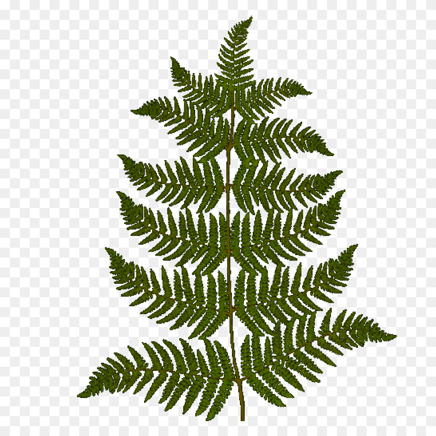 Fern Transparent - ClipartFlare