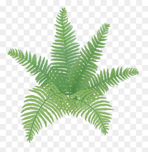 Fern Transparent - ClipartFlare