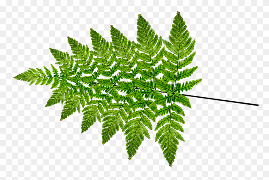 Fern Transparent - ClipartFlare