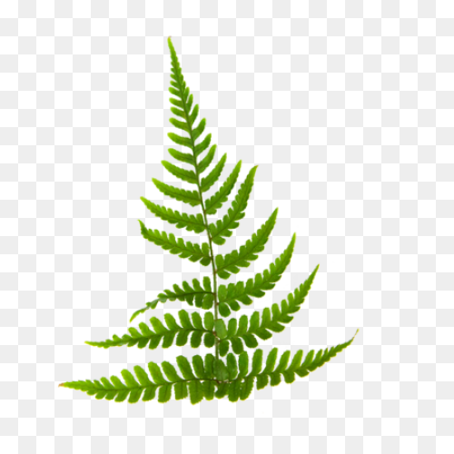 Fern Transparent - ClipartFlare