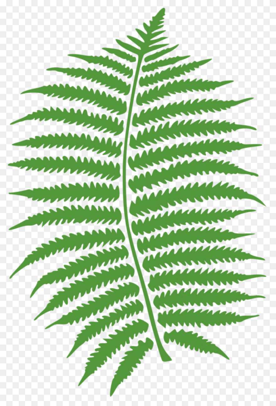 Fern Transparent - ClipartFlare