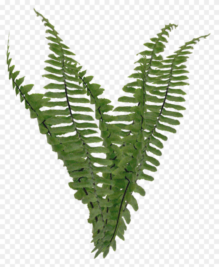 Fern  - Fern