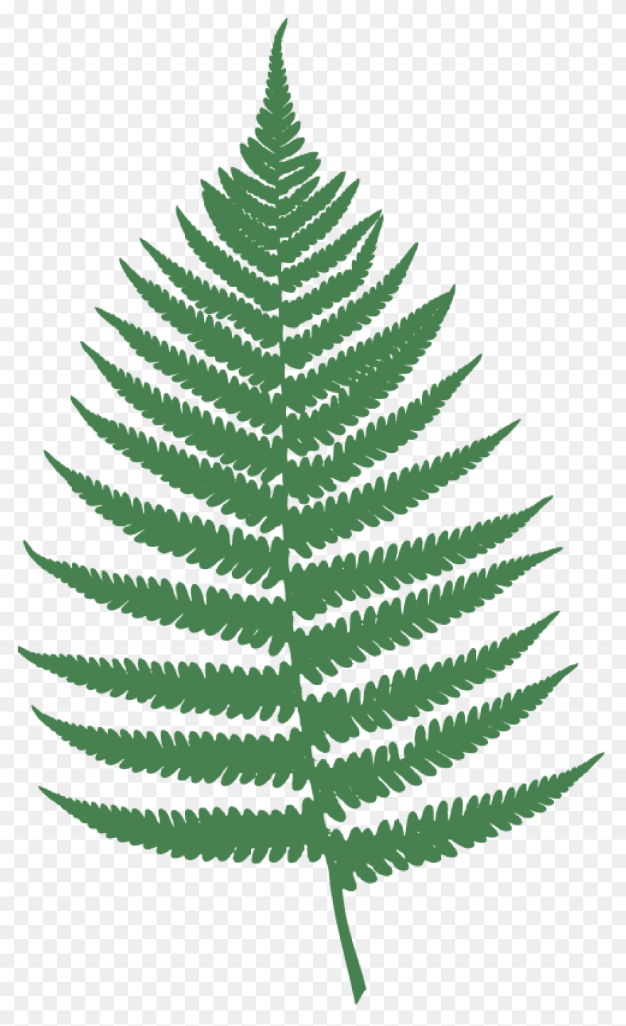 Fern Transparent - ClipartFlare