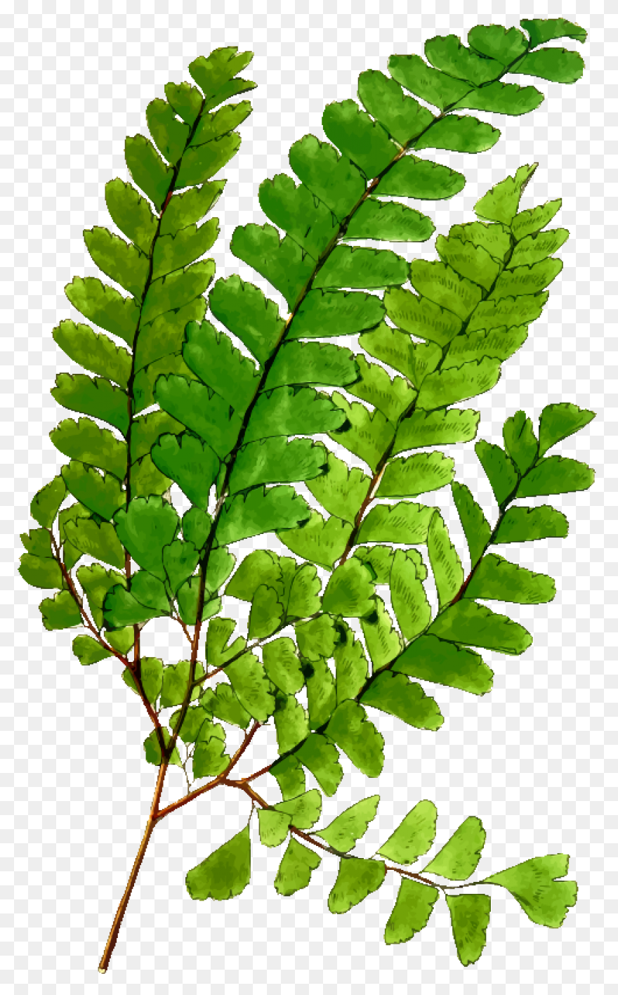 Fern Transparent - ClipartFlare