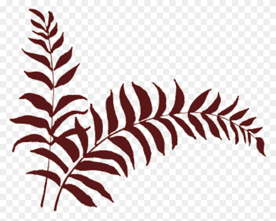 Fern Transparent - ClipartFlare