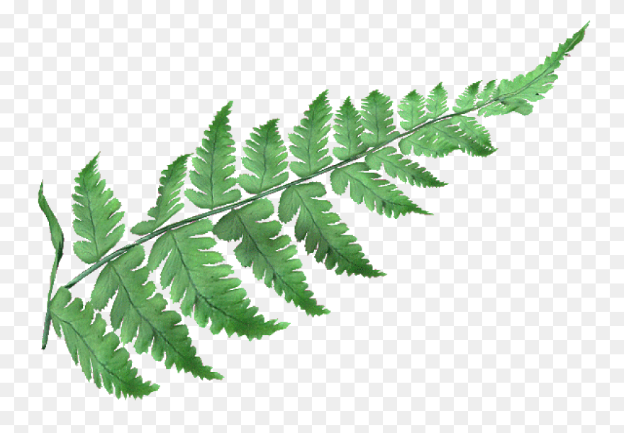 Fern Transparent - ClipartFlare