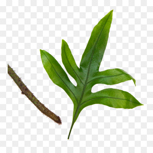 Fern Transparent - ClipartFlare