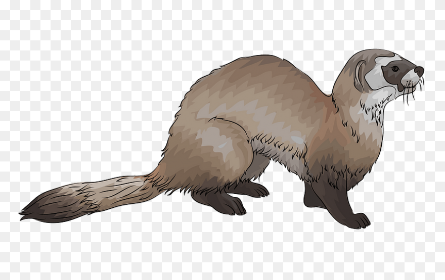 Learn How To Draw A Ferret Step By 