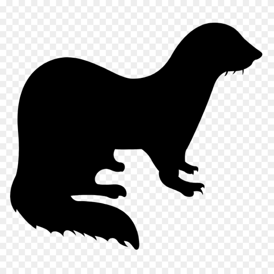 Learn How To Draw A Ferret Step By 