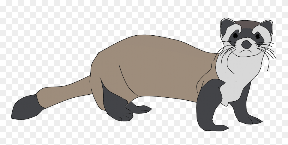 Learn How To Draw A Ferret Step By 