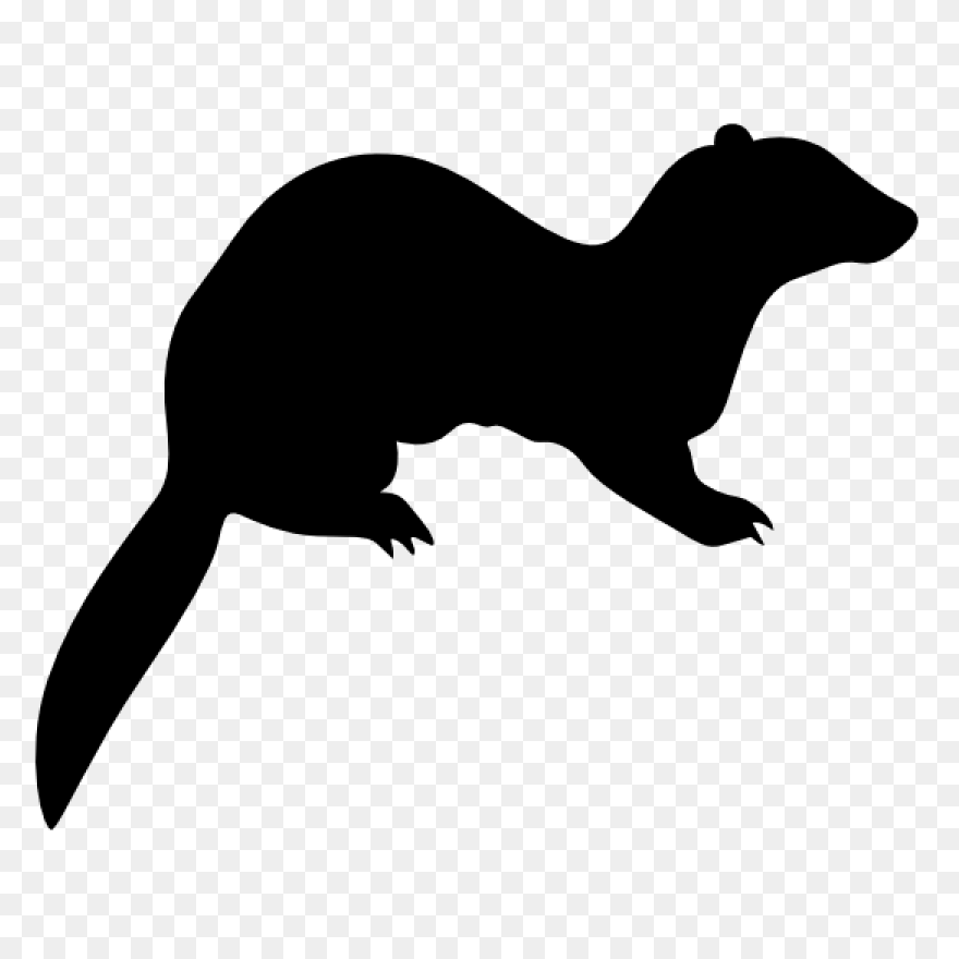 Learn How To Draw A Ferret Step By 