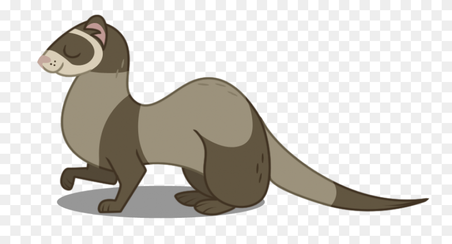 Learn How To Draw A Ferret Step By 