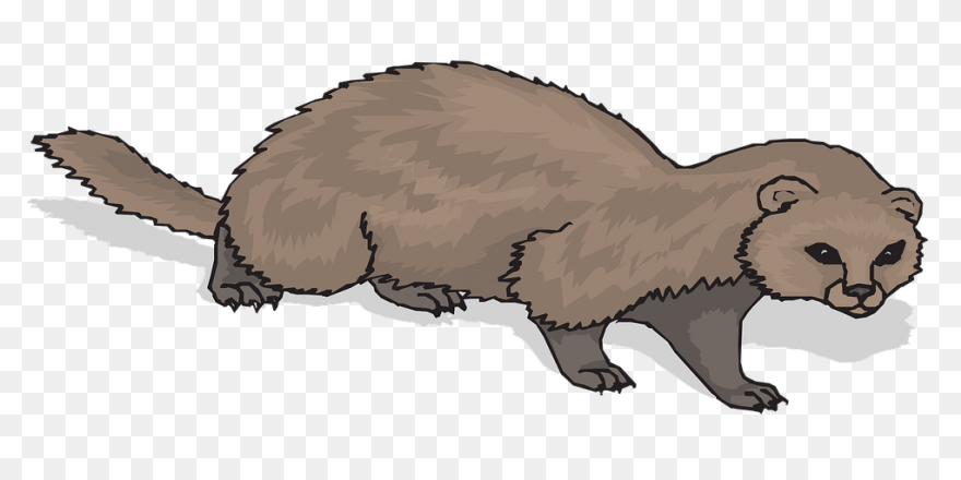 Learn How To Draw A Ferret Step By 