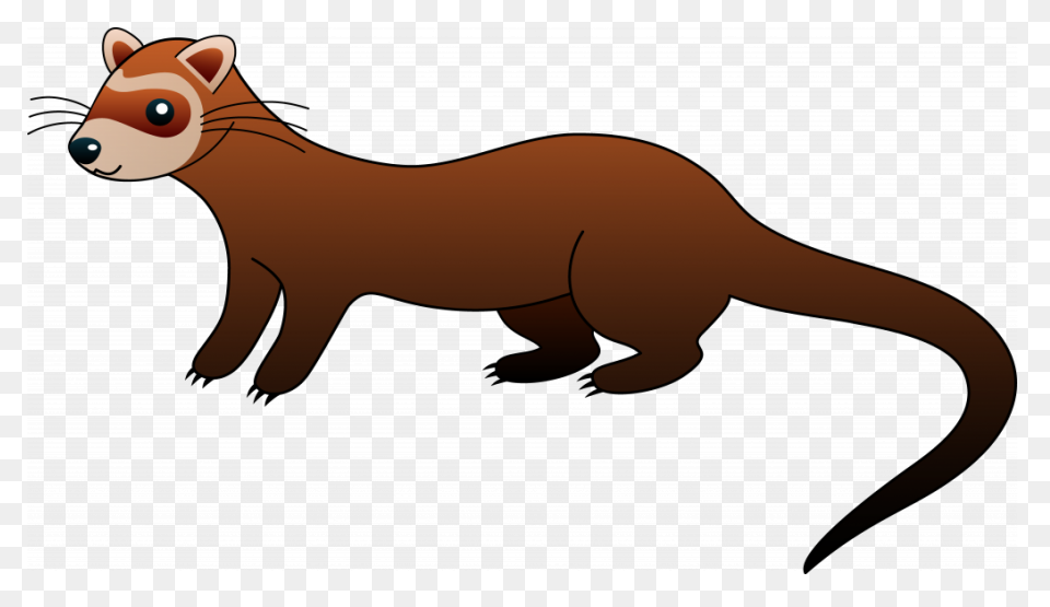 Learn How To Draw A Ferret Step By 