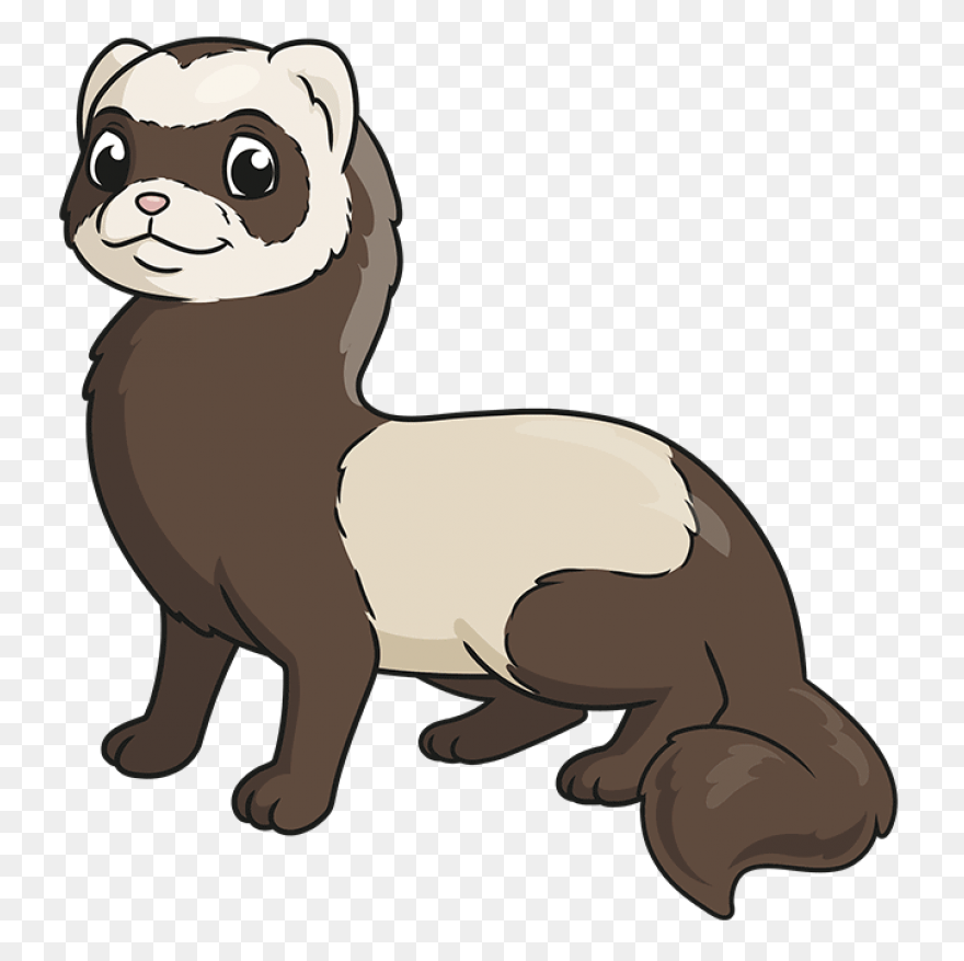 Learn How To Draw A - Ferret