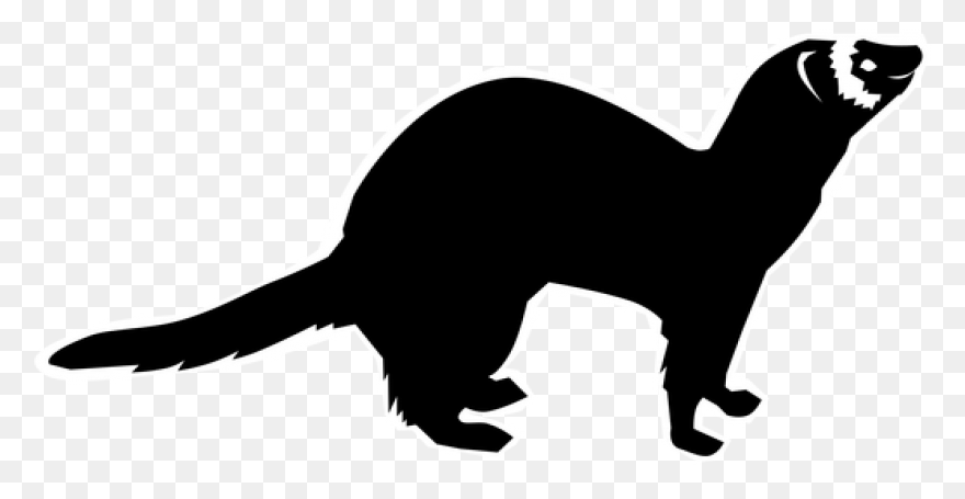 Learn How To Draw A Ferret Step By 
