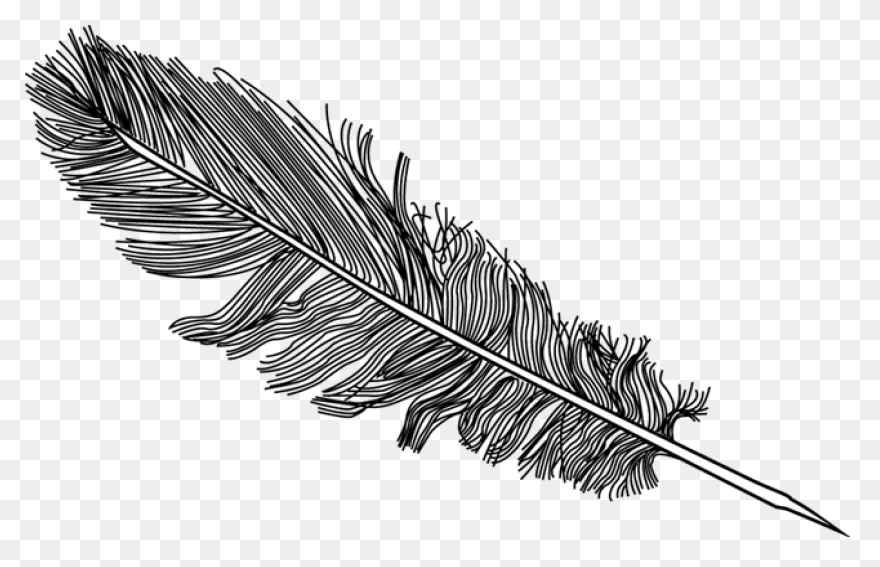 15 Feather Drawing Png For - Feather Vector