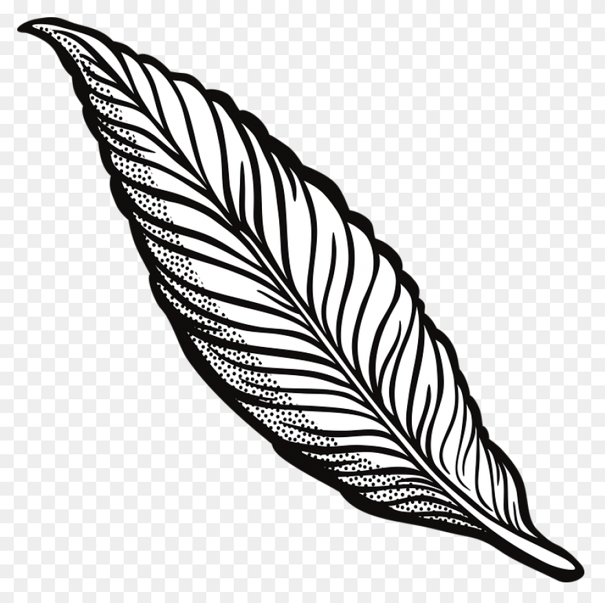 15 Feather Drawing Png For Free Dow