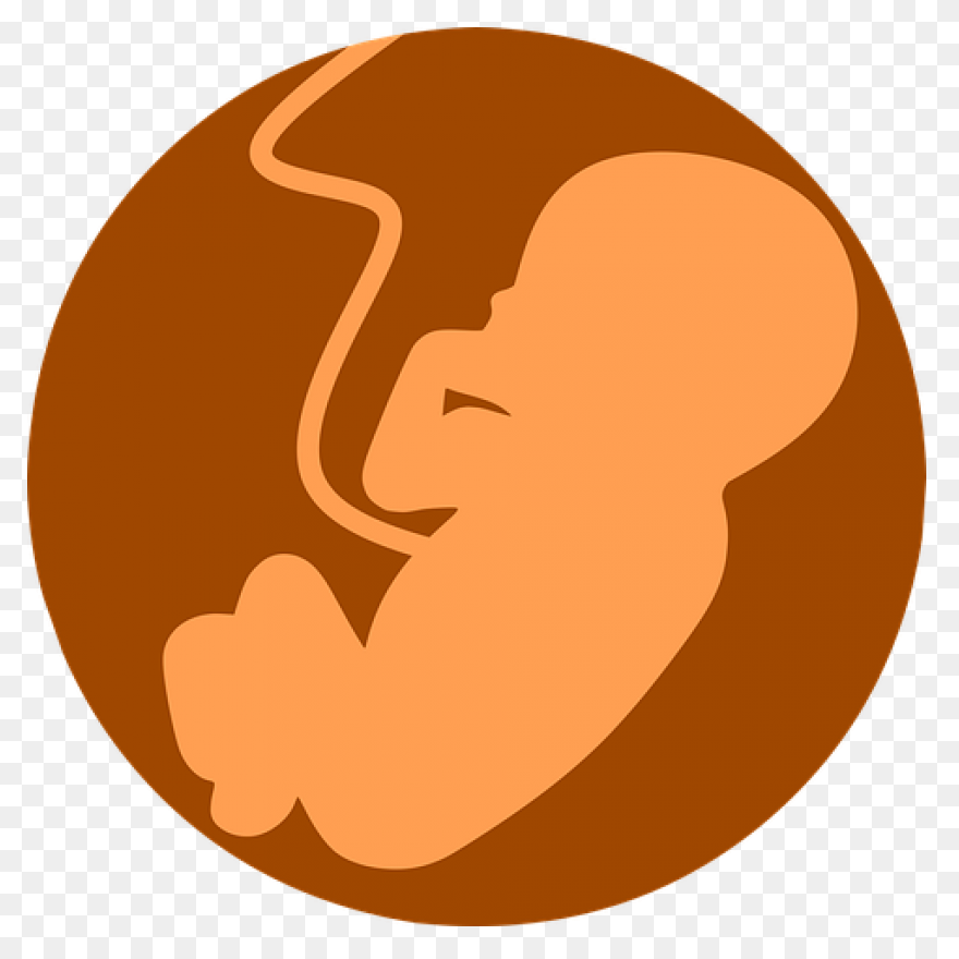 Fetus Baby Developing - Free Vector