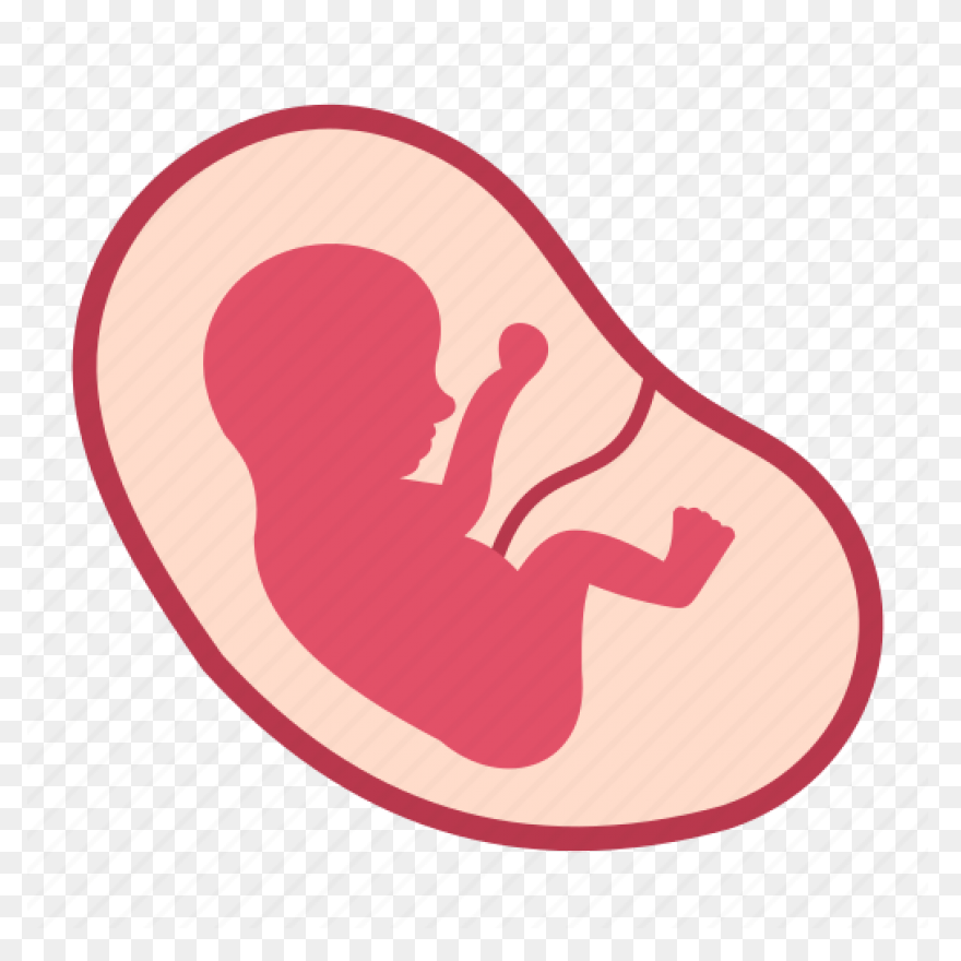 Fetus Baby Developing - Free Vector