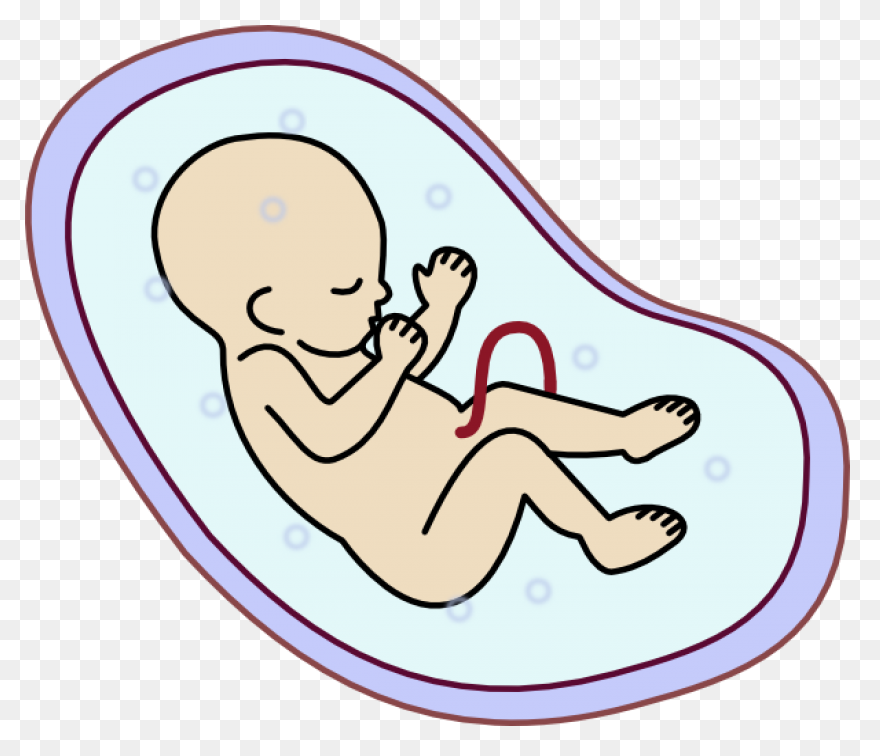Fetus Baby Developing - Free Vector