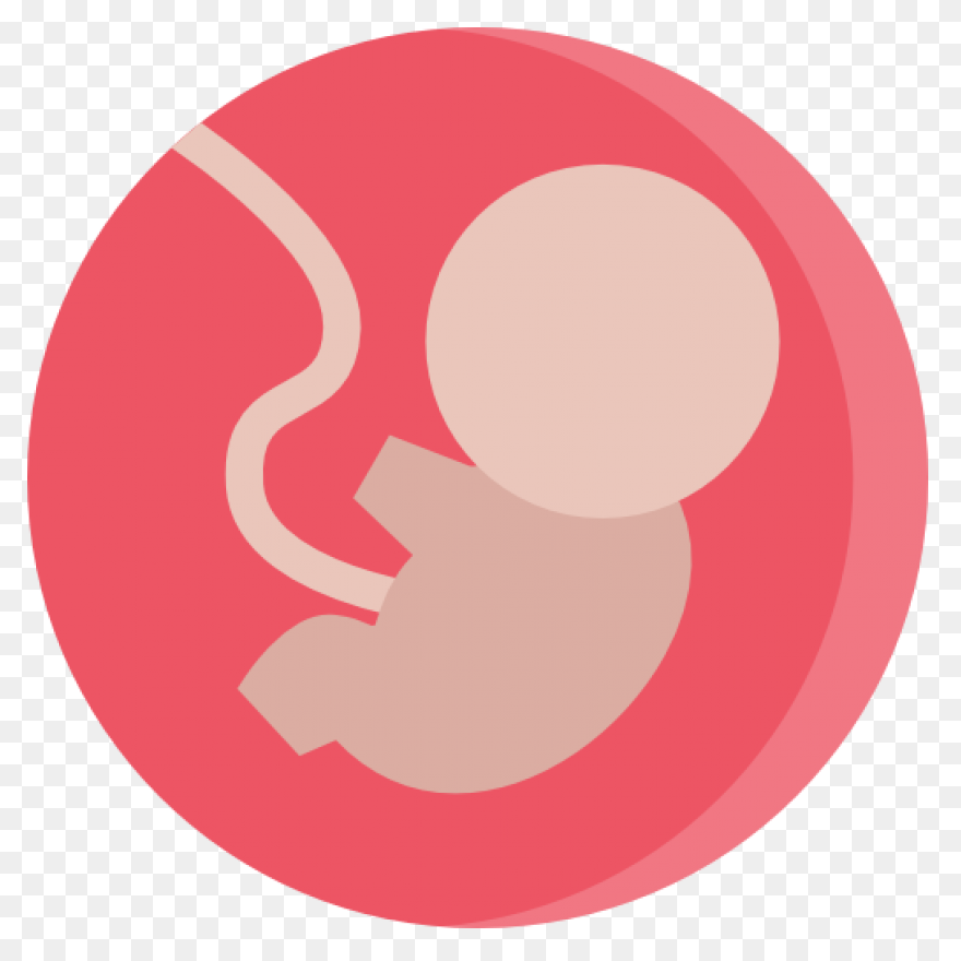 Fetus Baby Developing - Free Vector