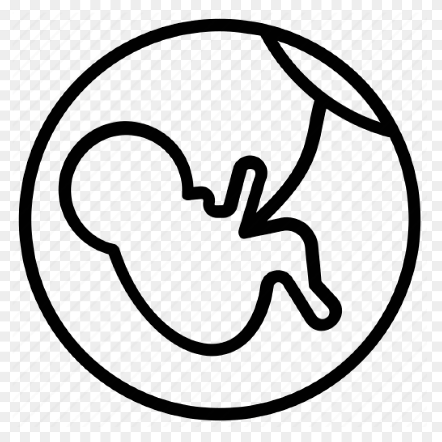 Fetus Baby Developing - Free Vector