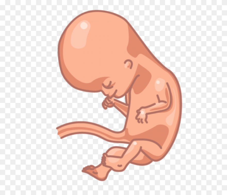 Fetus Baby Developing - Free Vector