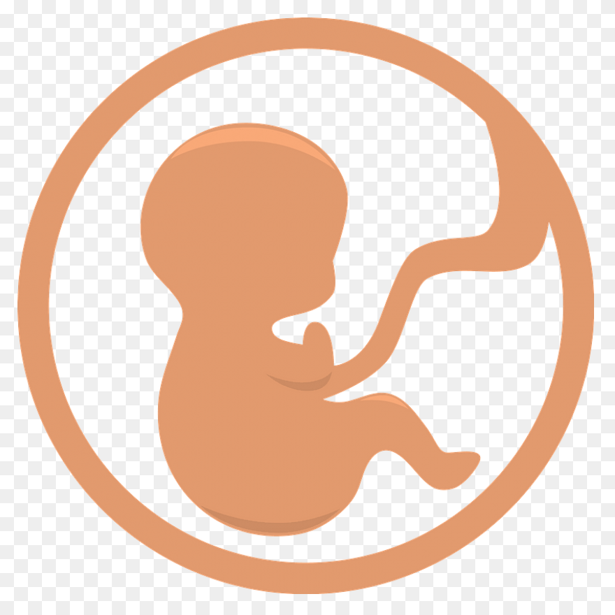 Fetus Baby Developing - Free Vector