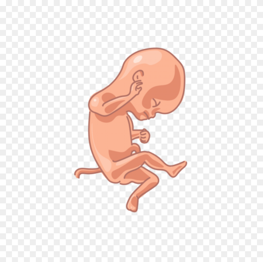 Fetus Baby Developing - Free Vector