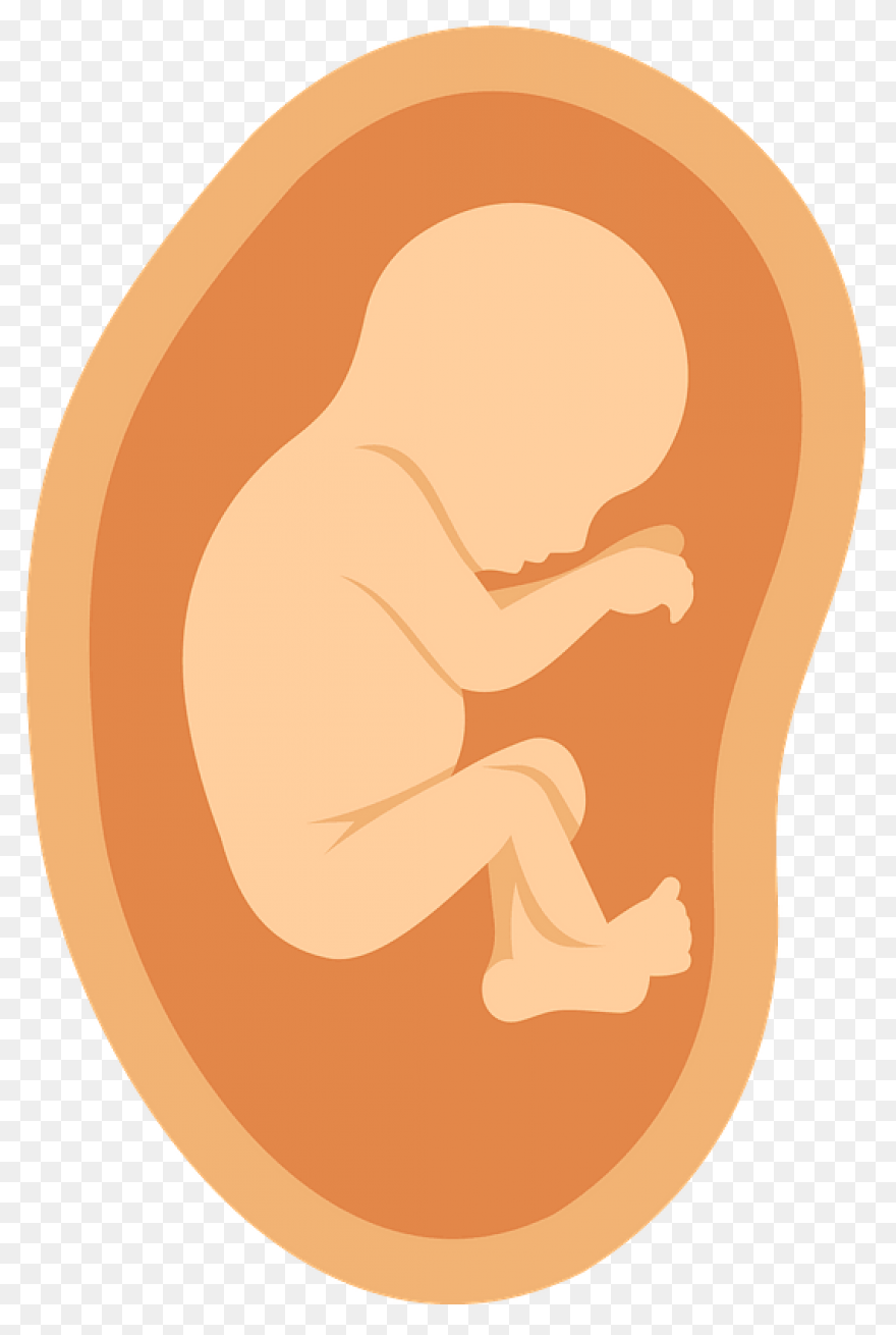 Fetus Baby Developing - Free Vector