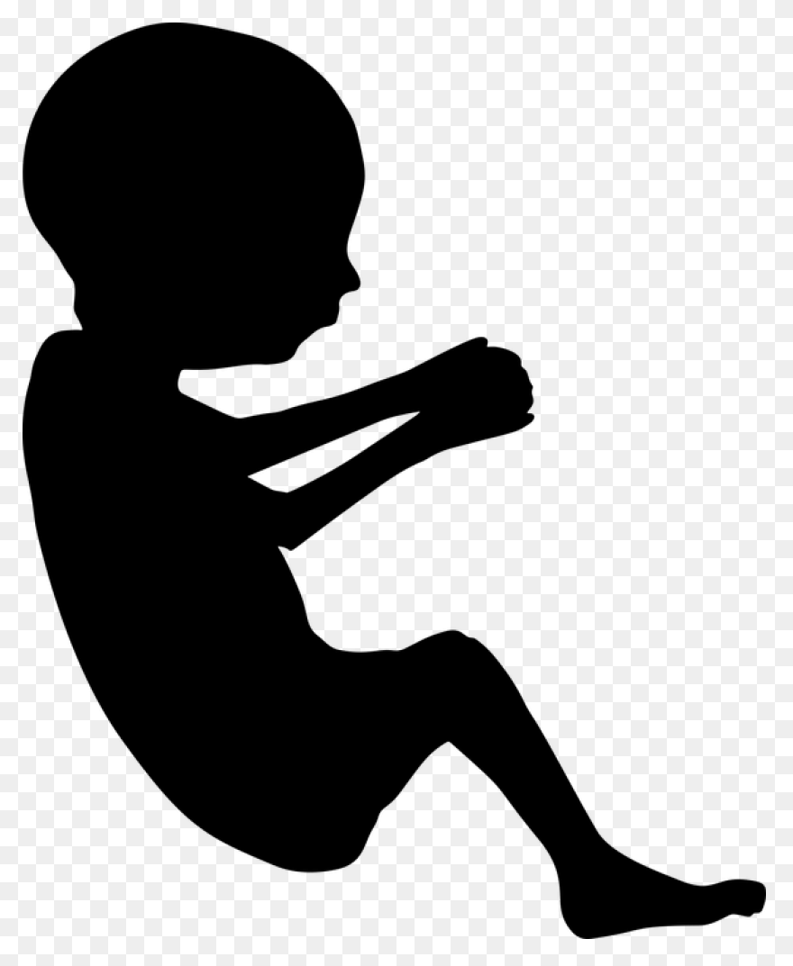 Fetus Baby Developing Free Vector - Fetus