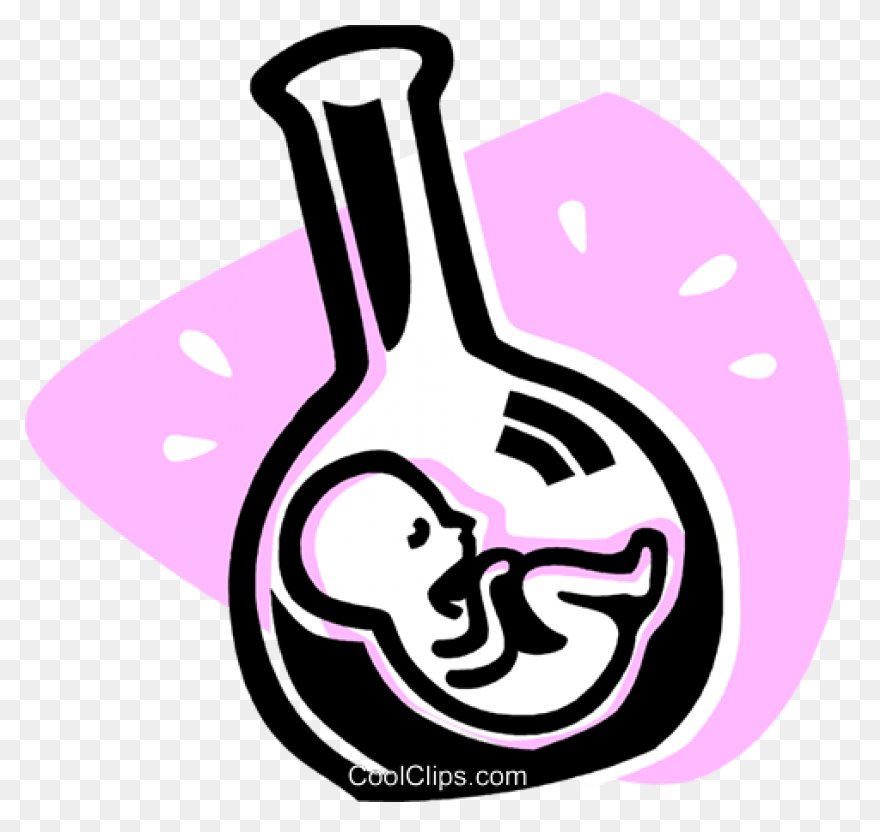 Fetus Baby Developing - Free Vector