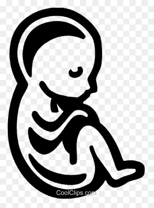 Fetus Baby Developing - Free Vector