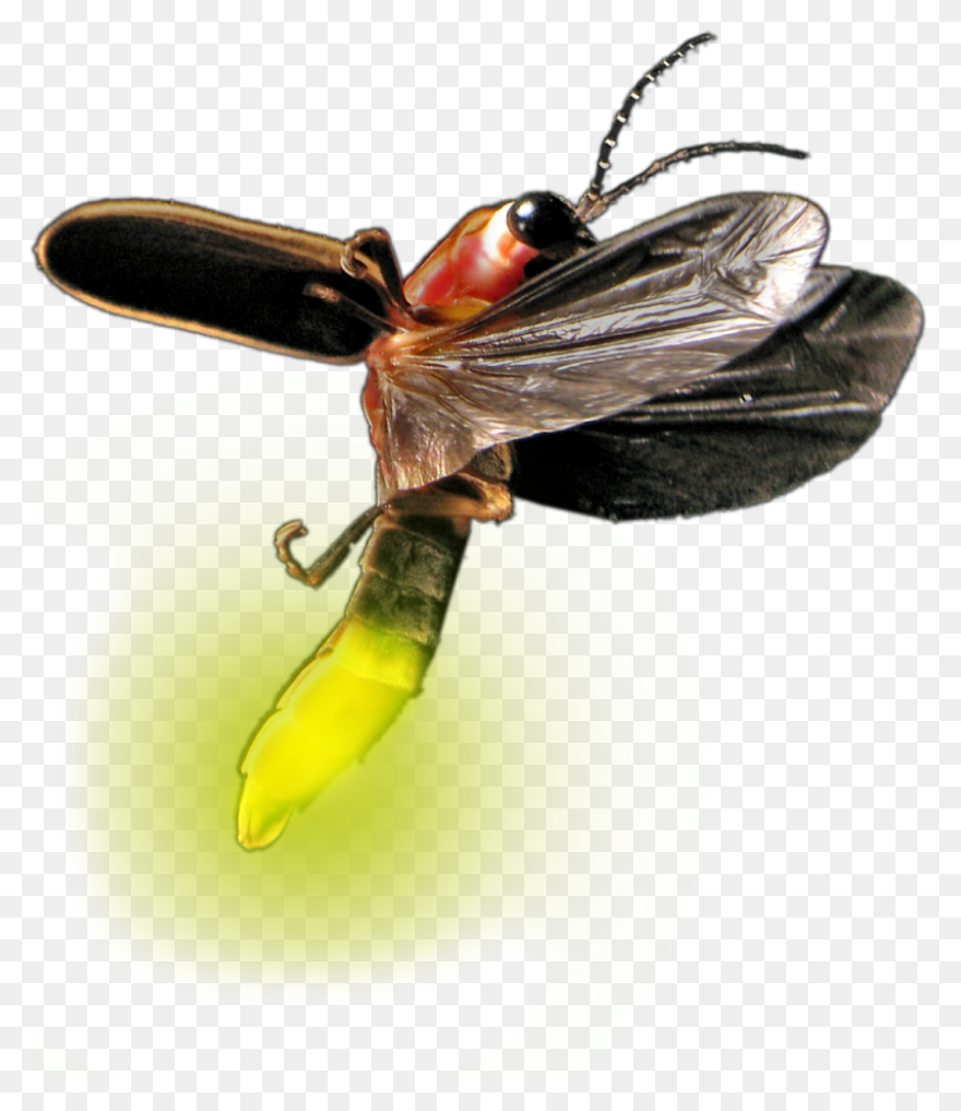 Firefly Bug Lightning - Free Vector