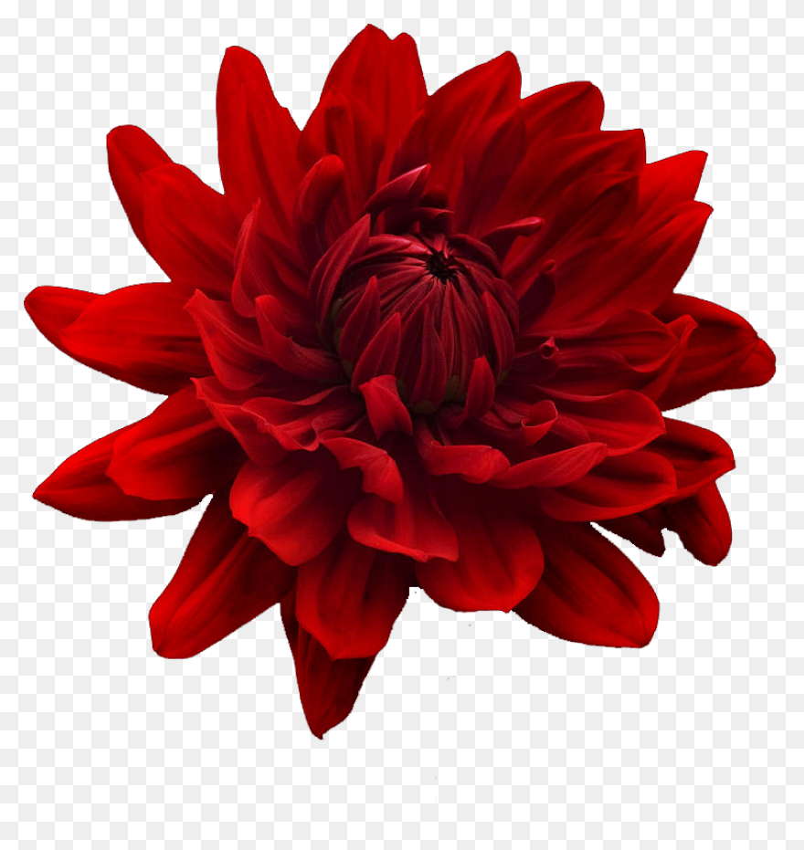 Free Flowers Tumblr Transparent, Do