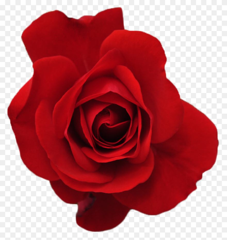 Free Flowers Tumblr Transparent, Do