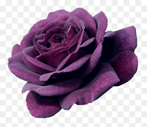 Free Flowers Tumblr Transparent, Do