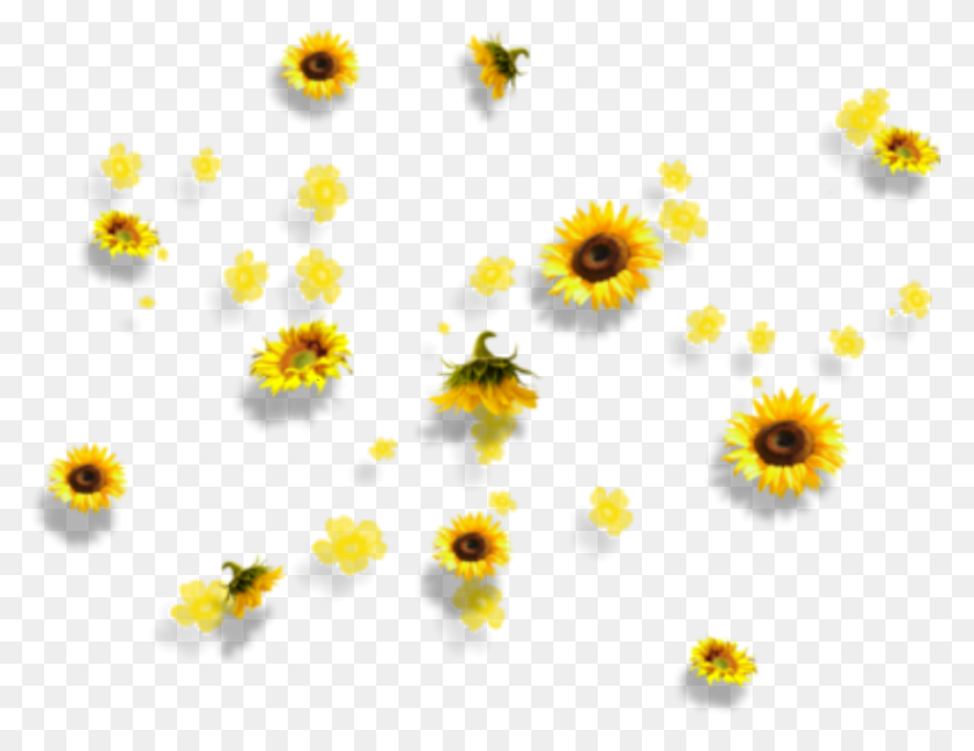 Free Flowers Tumblr Transparent, Do