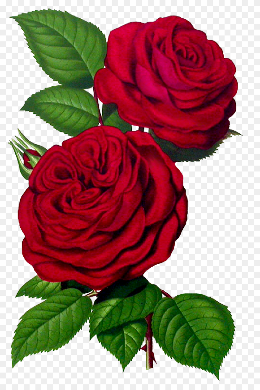 Easter Flower Download Png Image | 