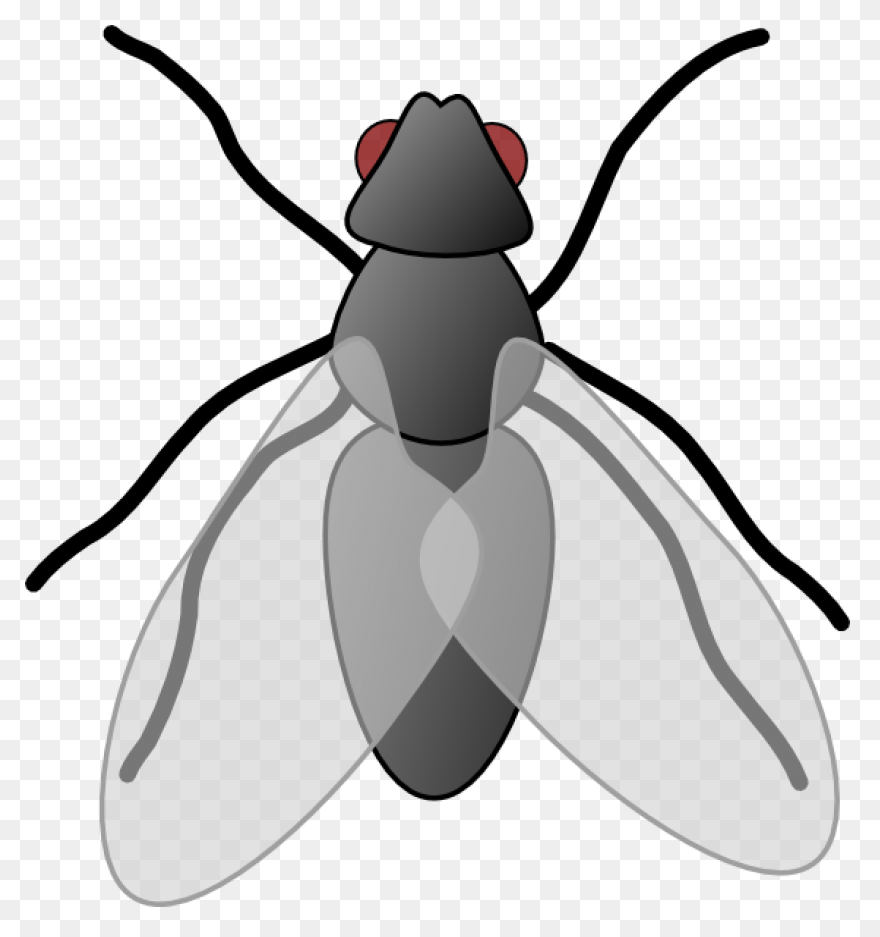 Fly Clipart Clipart Suggest - Fly