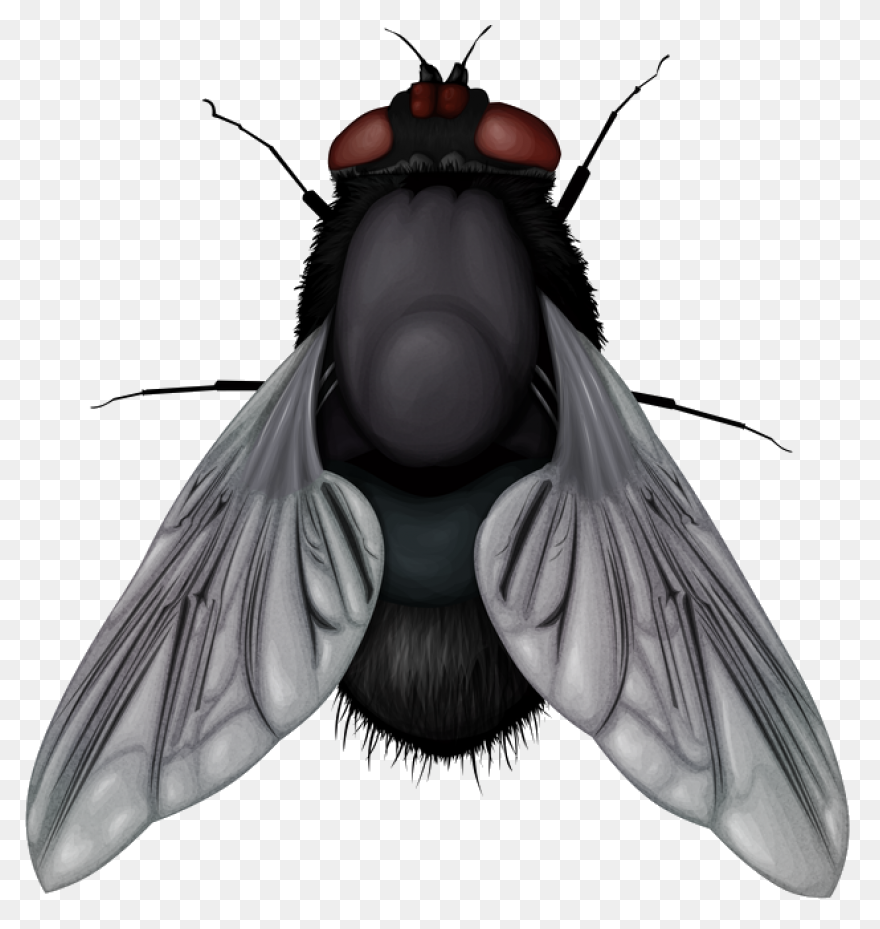 Fly - ClipartFlare