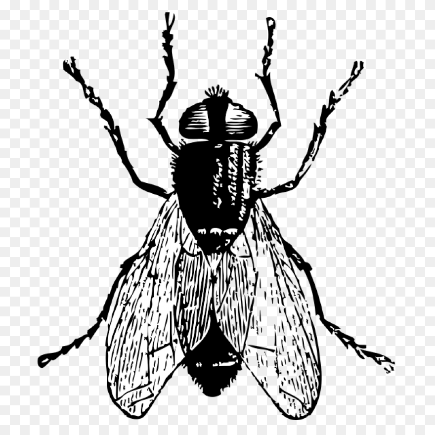Fly - ClipartFlare