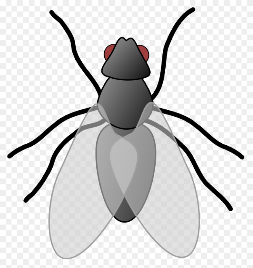 Fly - ClipartFlare