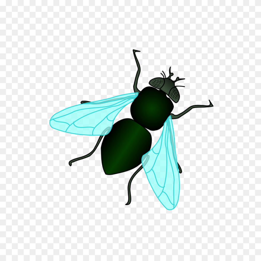 Fly  - Fly