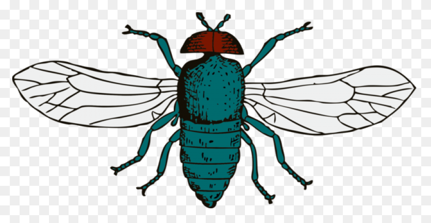 Fly - ClipartFlare