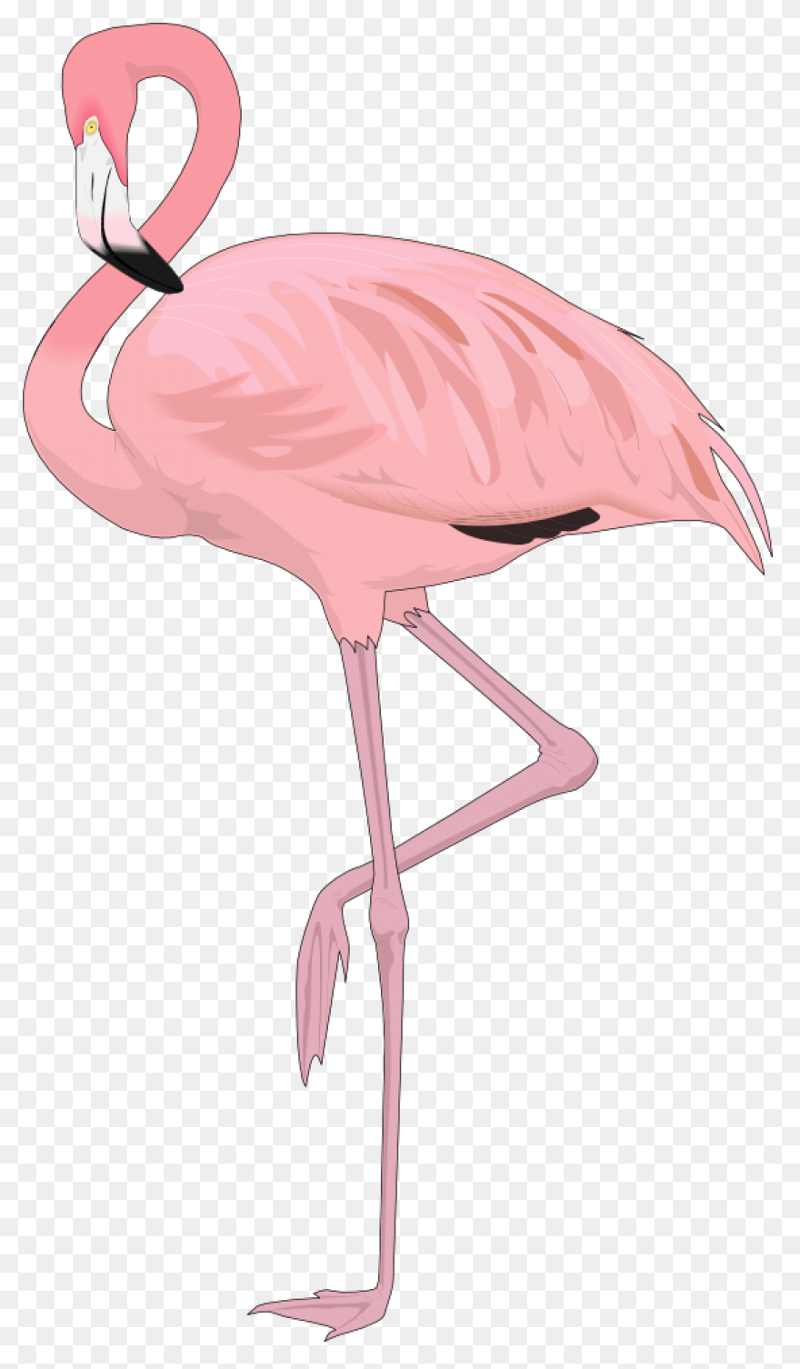Free Flamingo Clipart - ClipartFlar