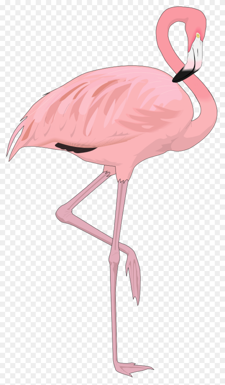 Free Flamingo Clipart - ClipartFlar