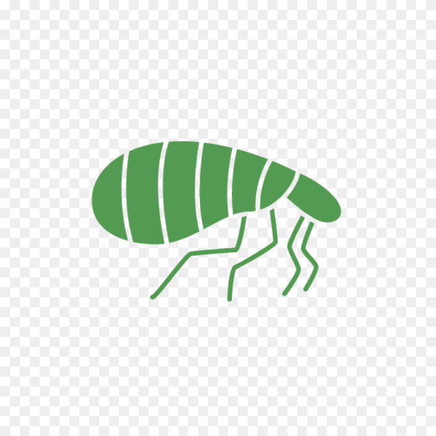 Flea Png