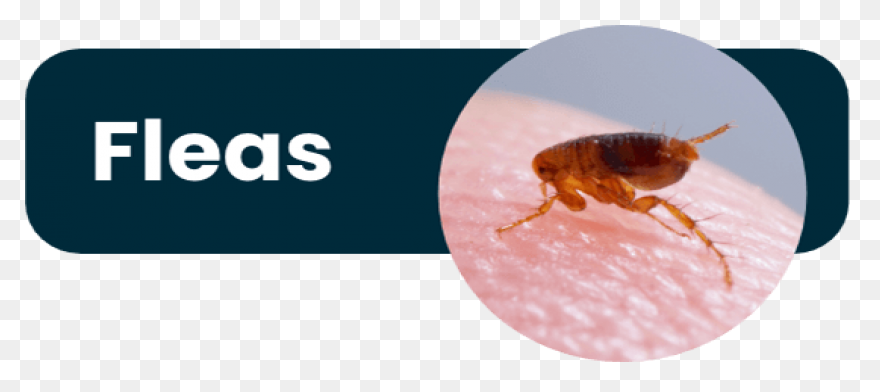 Flea Png